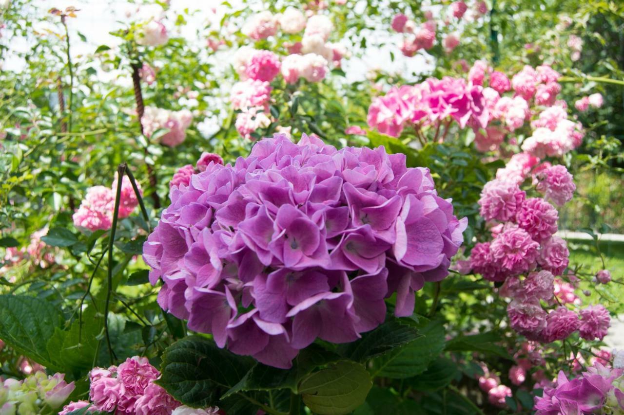 Giardino Delle Ortensie Cannobio Eksteriør bilde